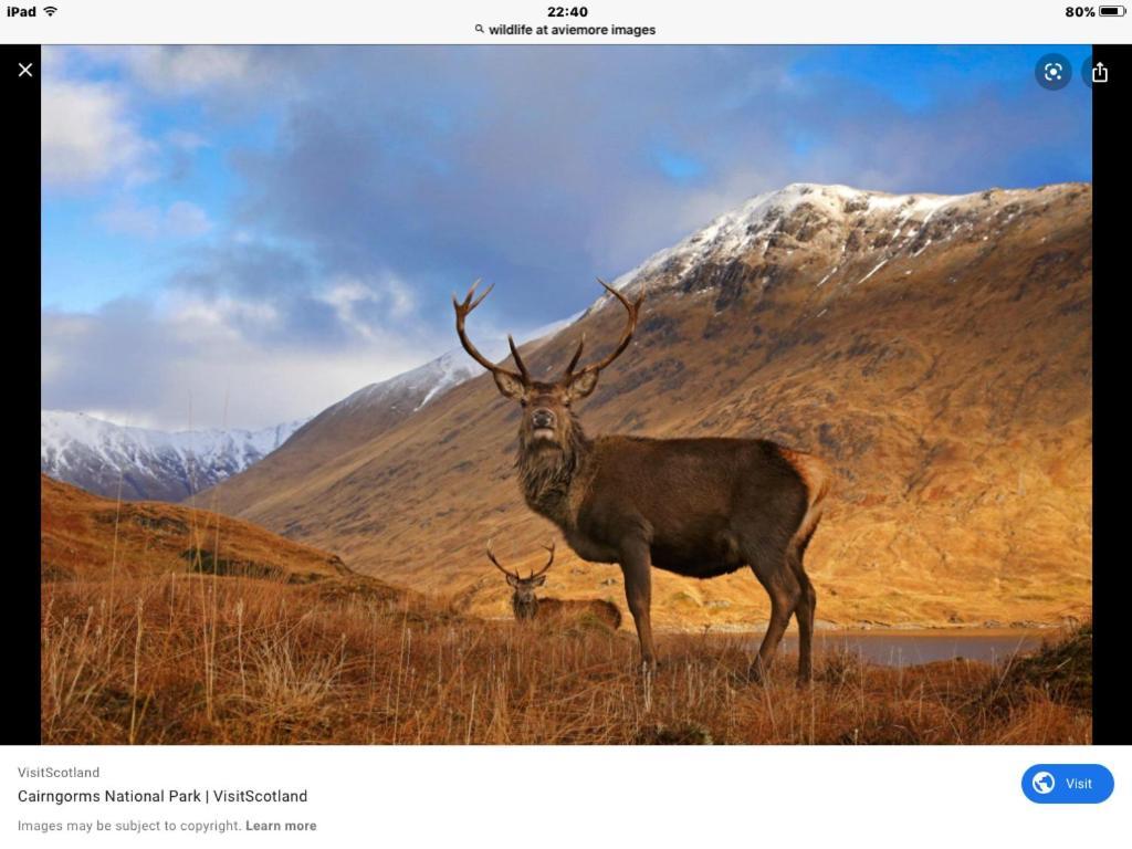 Cairn View Chalet Villa Aviemore Buitenkant foto